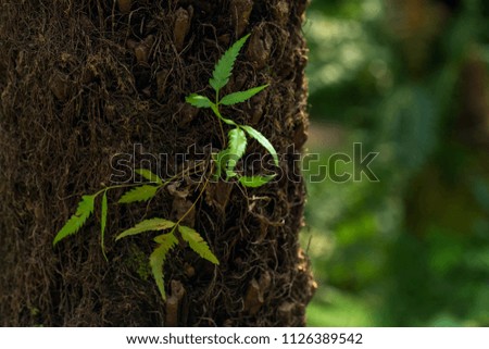 Sunlight rays pour through fern leaves on the tree in a deep rainforest