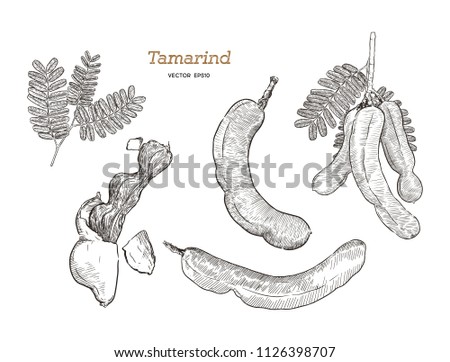 tamarind  set hand draw sketch vector. Royalty-Free Stock Photo #1126398707