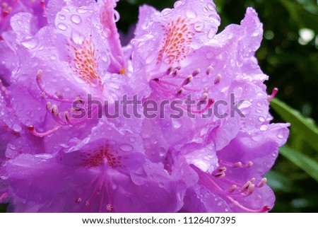 Rhododendron Flower close-up. Violet flowers of rhododendron macro after rain on a green blurred background.