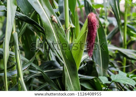 Beautiful isolated Corn and corn leaves