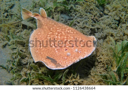 Brown electric ray swimming deep in the sea over the bottom. Seascape with grass and swimming ray. Scuba diving with underwater wildlife.