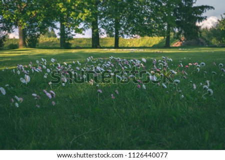 sunny meadow with dandellions and daisies in summer at countryside - vintage retro look