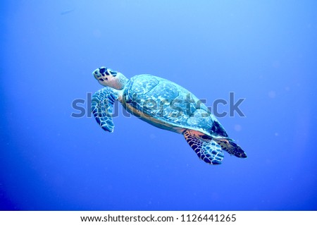 cayman turtle encounter 