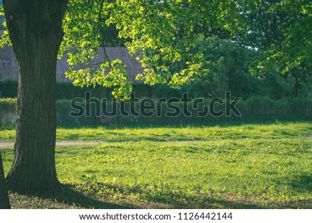 birch tree leaves and branches against dark background with sun rays in sunrise. park scene for recreation and peace - vintage retro look