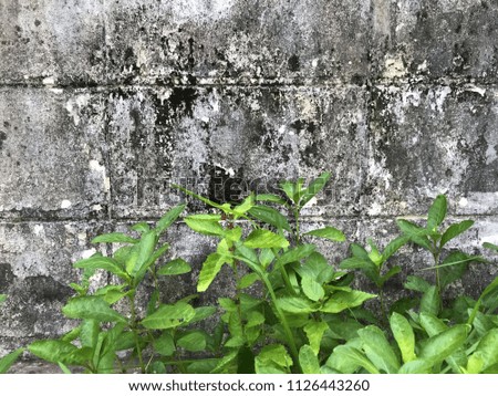 Fungus or mold on dirty concrete texture background 
