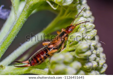 small earwig on green flowers buds in forest