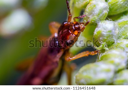 small earwig on green flowers buds in forest