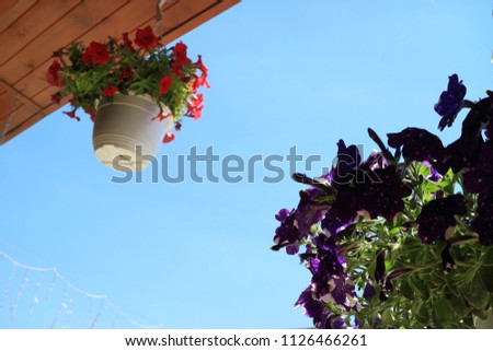Picture of flower pots with flowers.