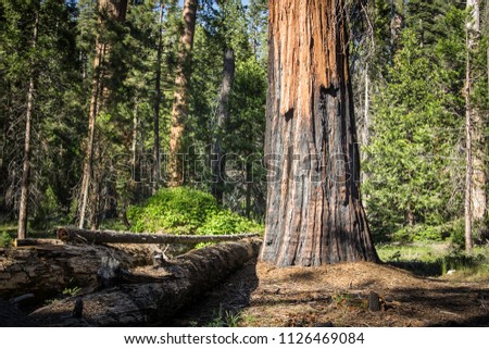 Giant Sequoia tree trunk in Mariposa Grove at Yosemite National Park. 