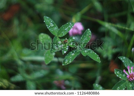 Red clover in green meadow