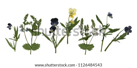 Pressed Dried Herbarium of Pansies and Other Flowers Isolated on White Background