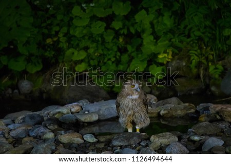 Rausu owl owl