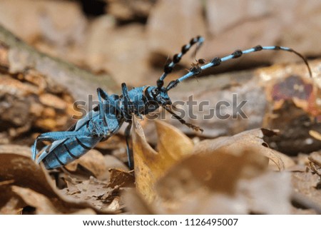Blue bug with on antennae