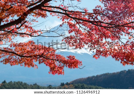 Mount Fuji with red leaves in the autumn on daytime in Fujiyoshida, JAPAN.