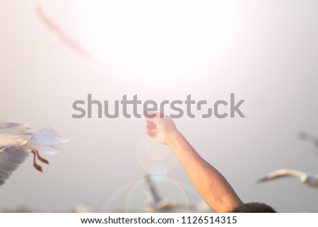 Woman Holding Fried leek Food in Hand for Seagull. Seagull Feeding A Flyer sea gulls on the Seashore.