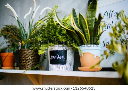 Fern in flower pot surrounded by houseplants on wooden shelf
