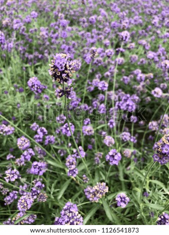 Closeup image of violet lavender in summer 