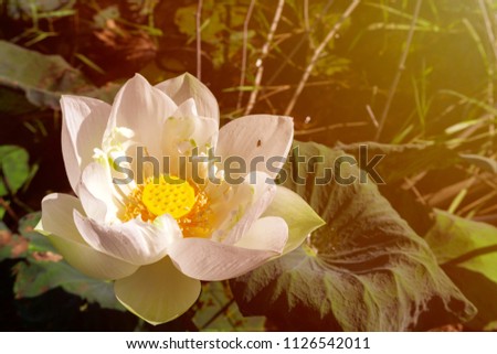 White lotus flower in nature 
lagoon