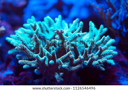 Corals in a marine aquarium.