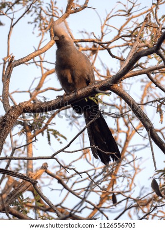 Gray go-away-bird, Corythaixoides concolor, is fairly common, Botswana