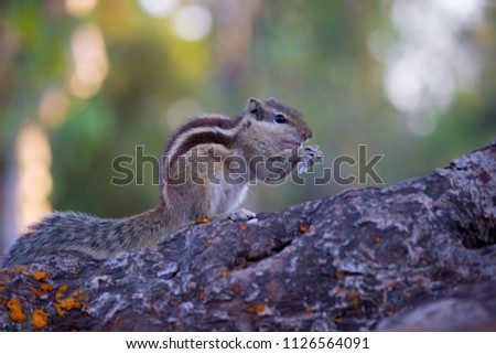 An Indian Palm Squirrel sitting on the tree trunk in a soft blurry green background