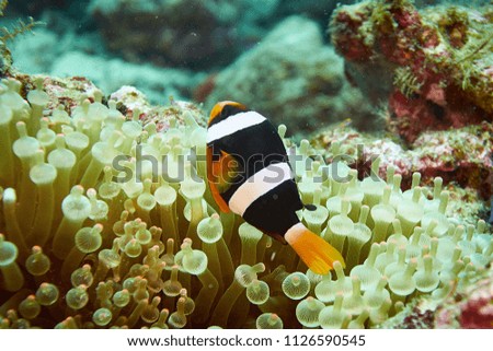 Clark's Anemonefish in the deep blue at Smilan Islands Thailand