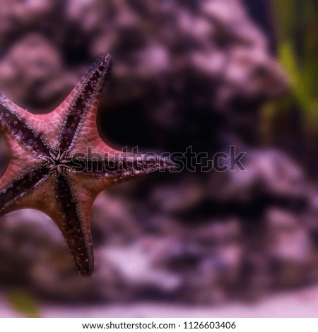 Starfish is sticking on glass in fish tank.