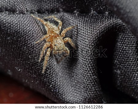Macro Photography of Jumping Spider Isolated on Background 