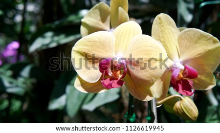 Beautiful yellow Phalaenopsis orchid 
flower in garden.