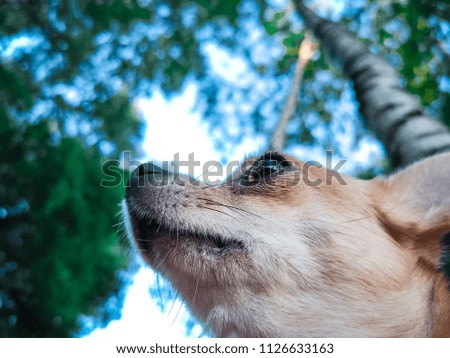 Portrait of smooth-haired beige Chihuahua against the beautiful bokeh in the birch forest. Walking the dog. Dog in the forest. Beautiful bokeh. Chihuahua Girl looks nice in Nature