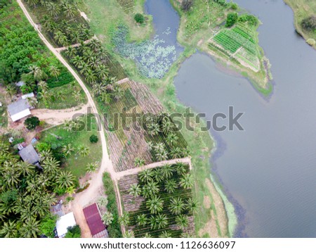 Green forest and lake top view from drone