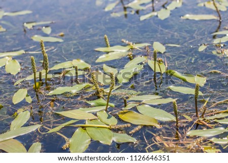 Pondweed (Potamogeton gramineus) in flower Royalty-Free Stock Photo #1126646351