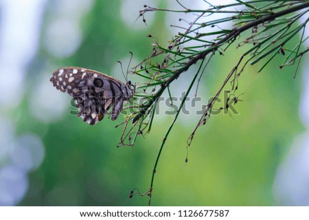 The Common Lime Butterfly sitting on the  tree branch in its natural habitat with a nice soft green bokeh background