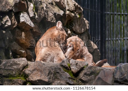 Cute mountain lioness (Puma concolor) also commonly known as the cougar, mountain lion, panther, or catamount and kitten on a rocky ledge. Animal and wildlife concept. Observation and conservation