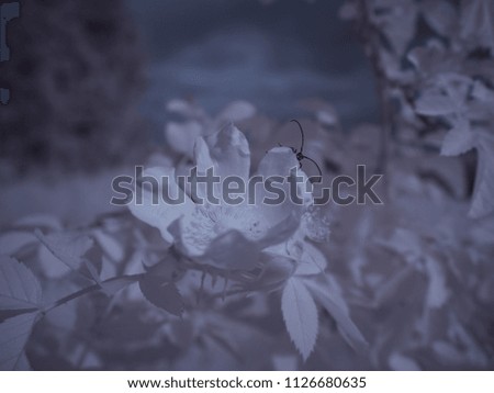 infrared photography - ir photo of a flower