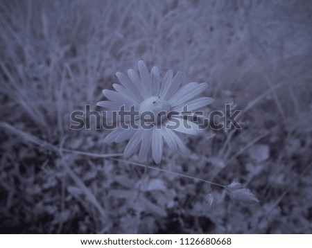 infrared photography - ir photo of a flower
