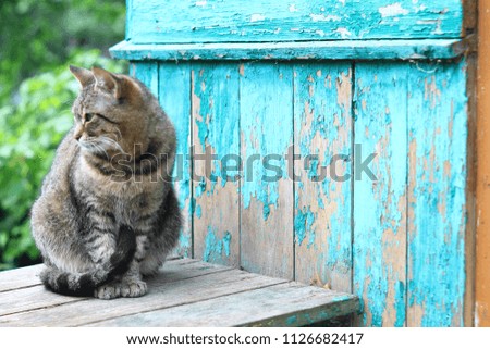 Grey brown stripped cat sitting at the green wall background - text space pattern