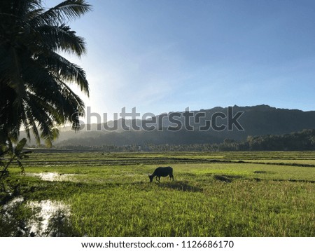 Water buffalo on a rice field, Bohol, Philippines