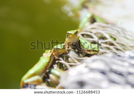 Cute green frogs are quiet in a lake