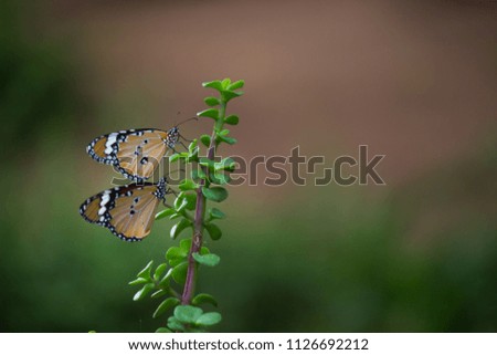 The Monarch butterflies sitting on the flower plant in their natural habitat