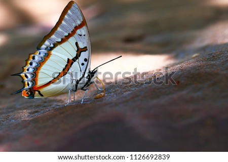 Butterflies require food. Butterflies eat food on the stone floor.