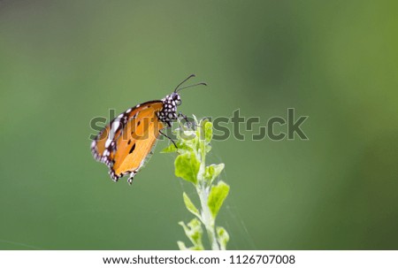 The Monarch butterfly sitting on the flower plant with a nice green background in its natural habitat