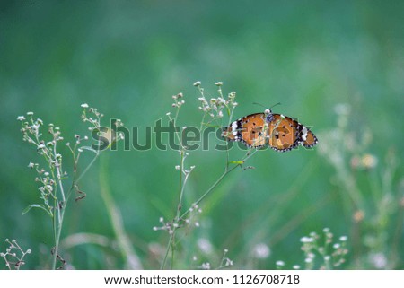 The Monarch butterfly sitting on the flower plant with a nice green background in its natural habitat