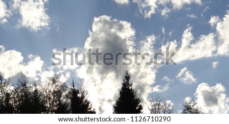 Fluffy white clouds on a blue sky and silhouettes of trees.