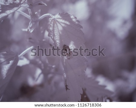 infrared photography of plants - ir photo of a flower