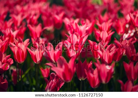 Red flowers. Spring