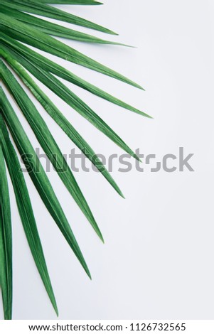 Tropical green leaves on the side of a white background, flat lay