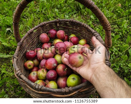 A human hand puts fresh and sweet red apples in a basket
