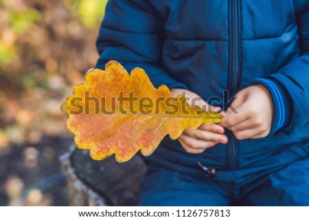Background autumn orange leaves. Outdoor in the park