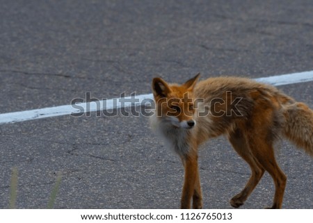 Ezoshika / fox of Noguke Peninsula